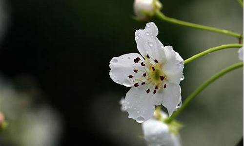 梨花带雨出处_梨花带雨出处是